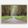 Fine art photography print of a winding road through a eucalyptus forest on the Big Island of Hawaii.