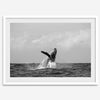 Humpback Whale Wall Art featuring a breaching whale off the coast of Kauai in black-and-white photography.