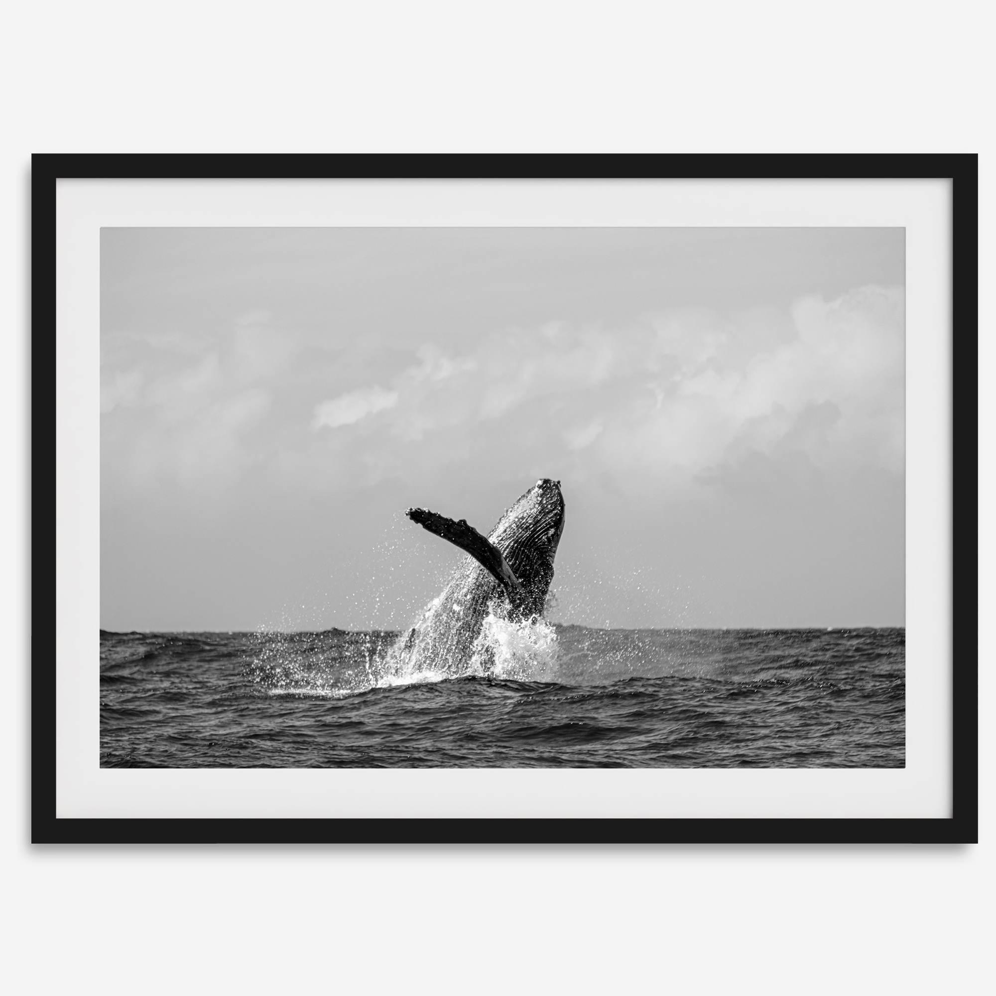 Humpback Whale Wall Art featuring a breaching whale off the coast of Kauai in black-and-white photography.