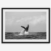 Humpback Whale Wall Art featuring a breaching whale off the coast of Kauai in black-and-white photography.