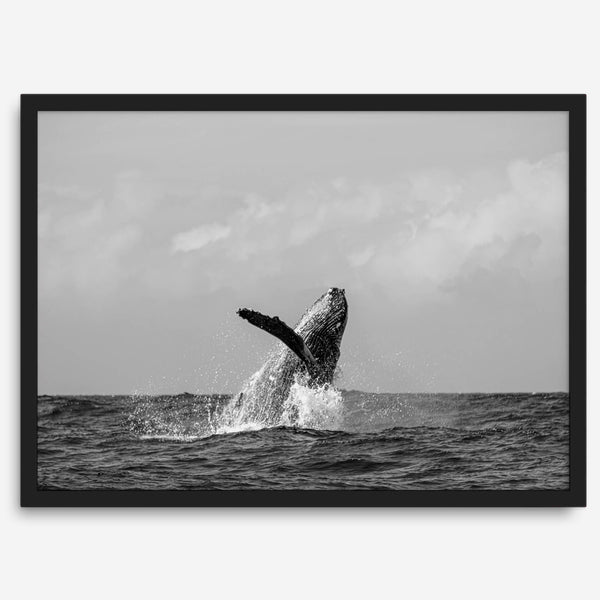 Humpback Whale Wall Art featuring a breaching whale off the coast of Kauai in black-and-white photography.