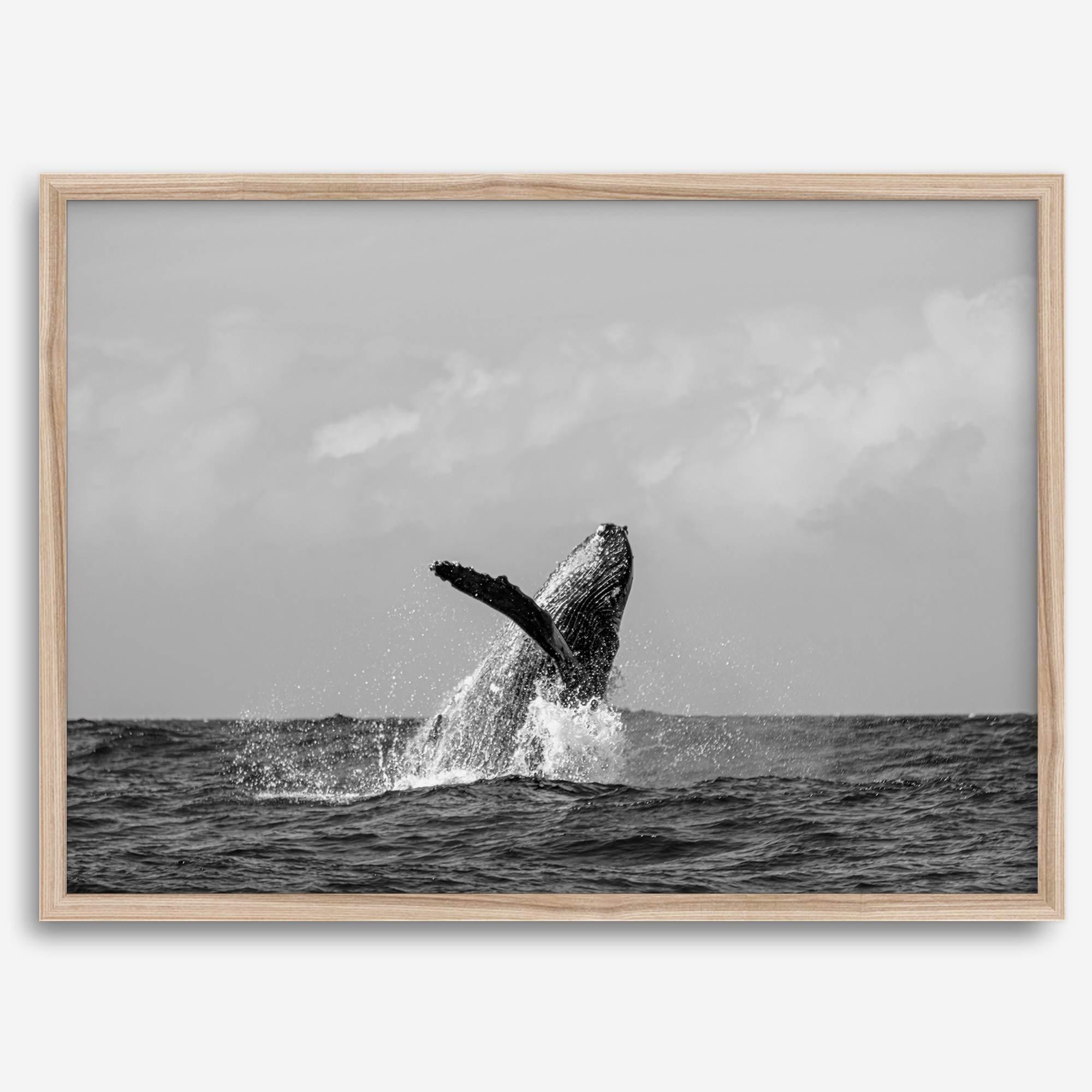 Humpback Whale Wall Art featuring a breaching whale off the coast of Kauai in black-and-white photography.