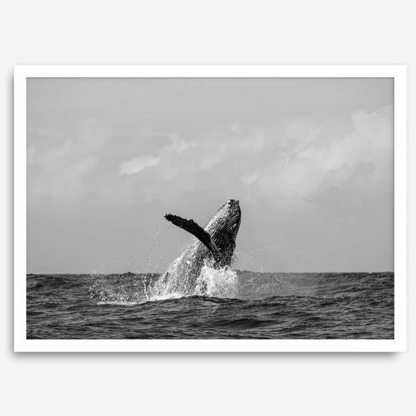 Humpback Whale Wall Art featuring a breaching whale off the coast of Kauai in black-and-white photography.