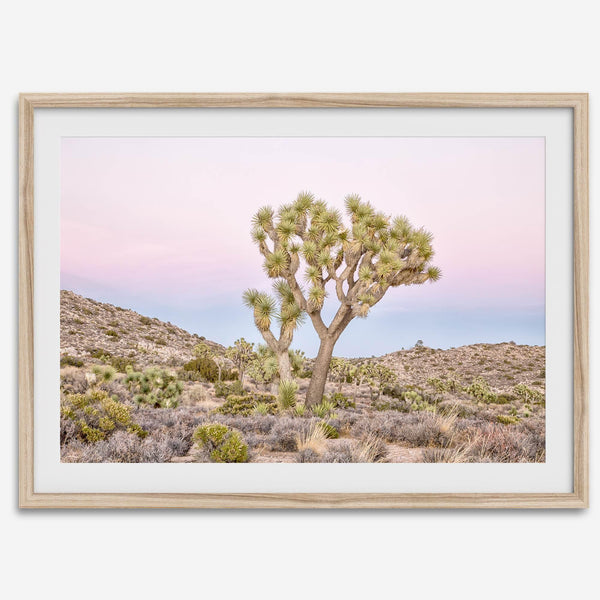 Fine art print of Joshua Tree landscape at pink and blue dusk