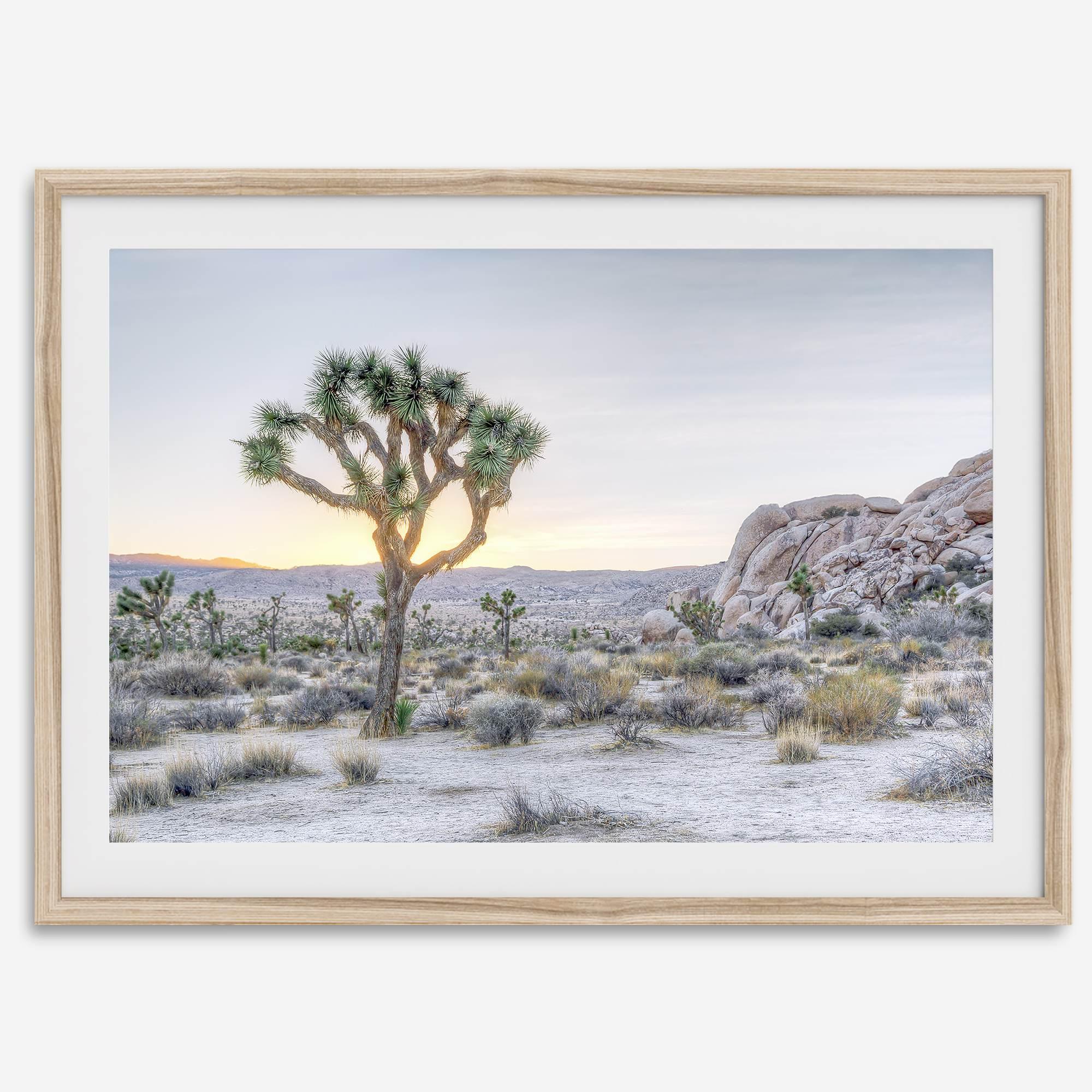 A fine art California desert print showcasing a lone Joshua Tree in the sunset with desert plantation and rocks.