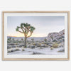 A fine art California desert print showcasing a lone Joshua Tree in the sunset with desert plantation and rocks.