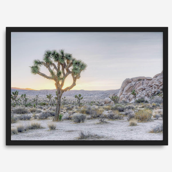 A fine art California desert print showcasing a lone Joshua Tree in the sunset with desert plantation and rocks.