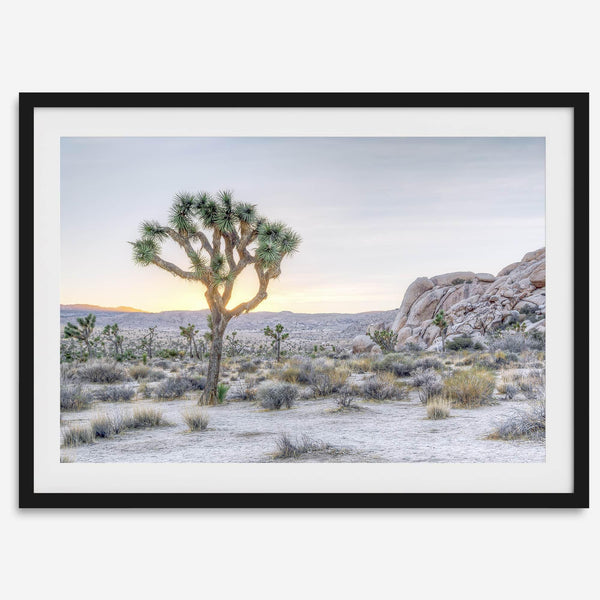A fine art California desert print showcasing a lone Joshua Tree in the sunset with desert plantation and rocks.