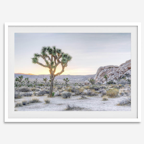 A fine art California desert print showcasing a lone Joshua Tree in the sunset with desert plantation and rocks.