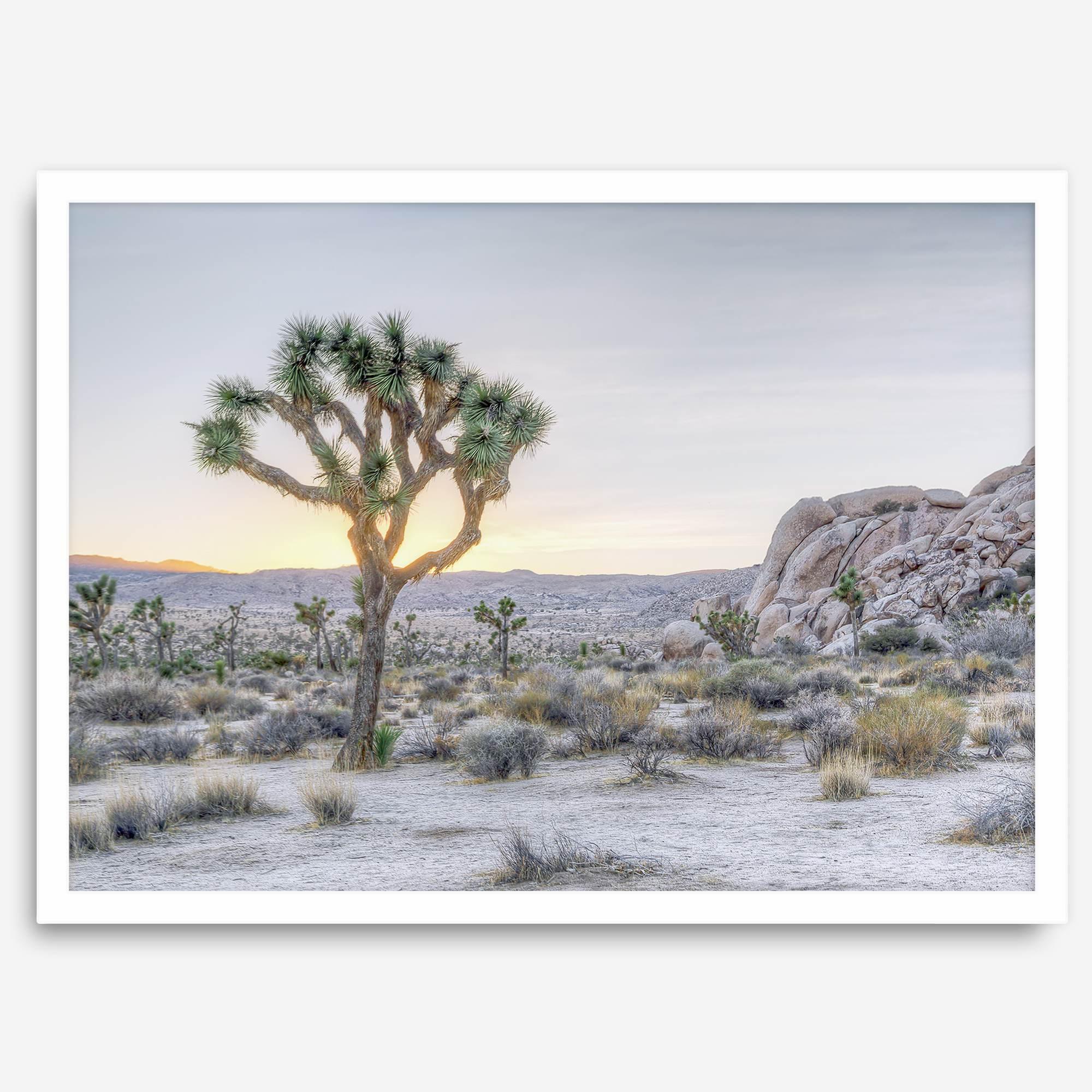A fine art California desert print showcasing a lone Joshua Tree in the sunset with desert plantation and rocks.