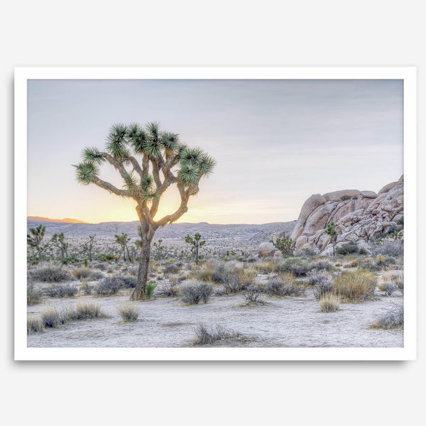 A fine art California desert print showcasing a lone Joshua Tree in the sunset with desert plantation and rocks.