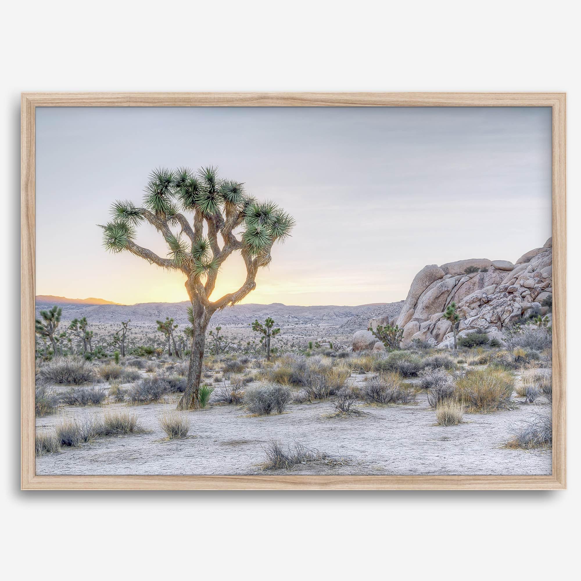 A fine art California desert print showcasing a lone Joshua Tree in the sunset with desert plantation and rocks.