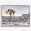 A fine art California desert print showcasing a lone Joshua Tree in the sunset with desert plantation and rocks.