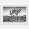 A framed or unframed fine art photography desert print of a horse in Monument Valley, Utah. This wall art features unique rock formations native to the Monument Valley area. This horse wall art comes in different sizes, including extra large.