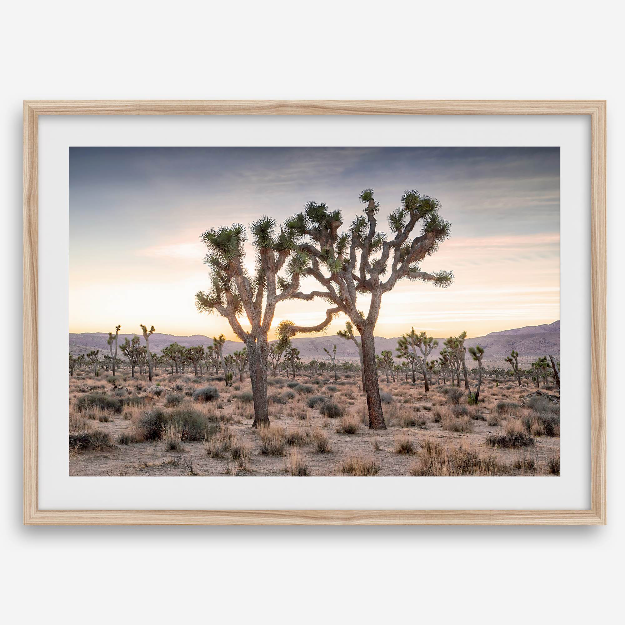 A framed fine art photography print from Joshua Tree National Park of two Joshua Trees in the Sunset. The trees appear to be holding hands. This California desert landscape wall art shows the famous Joshua Trees and desert plants in the Sunset.