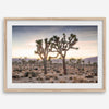 A framed fine art photography print from Joshua Tree National Park of two Joshua Trees in the Sunset. The trees appear to be holding hands. This California desert landscape wall art shows the famous Joshua Trees and desert plants in the Sunset.