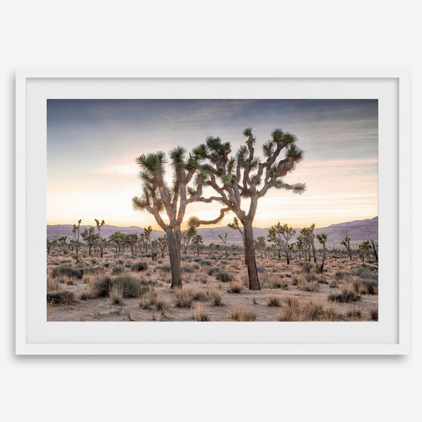 A framed fine art photography print from Joshua Tree National Park of two Joshua Trees in the Sunset. The trees appear to be holding hands. This California desert landscape wall art shows the famous Joshua Trees and desert plants in the Sunset.