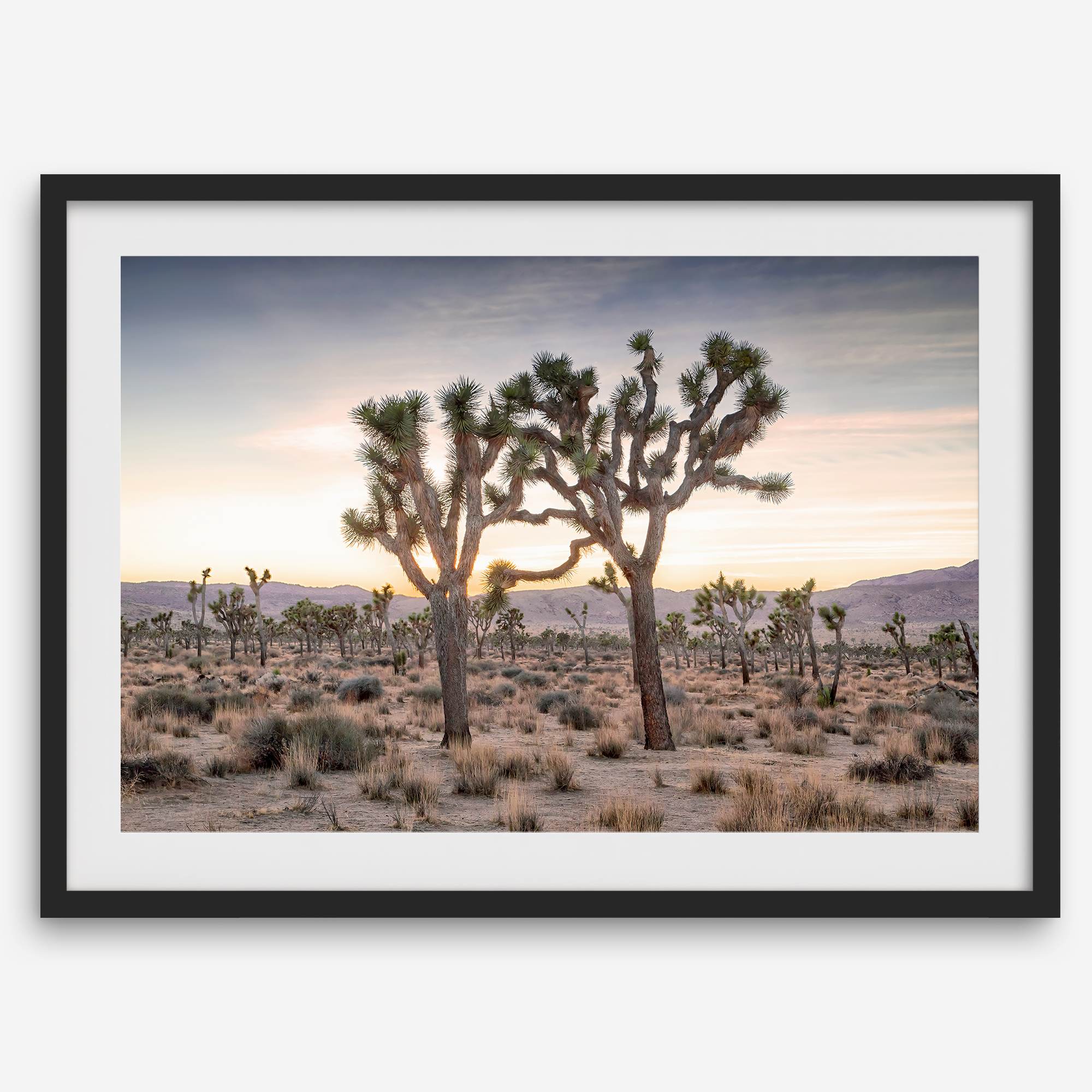 A framed fine art photography print from Joshua Tree National Park of two Joshua Trees in the Sunset. The trees appear to be holding hands. This California desert landscape wall art shows the famous Joshua Trees and desert plants in the Sunset.