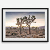 A framed fine art photography print from Joshua Tree National Park of two Joshua Trees in the Sunset. The trees appear to be holding hands. This California desert landscape wall art shows the famous Joshua Trees and desert plants in the Sunset.