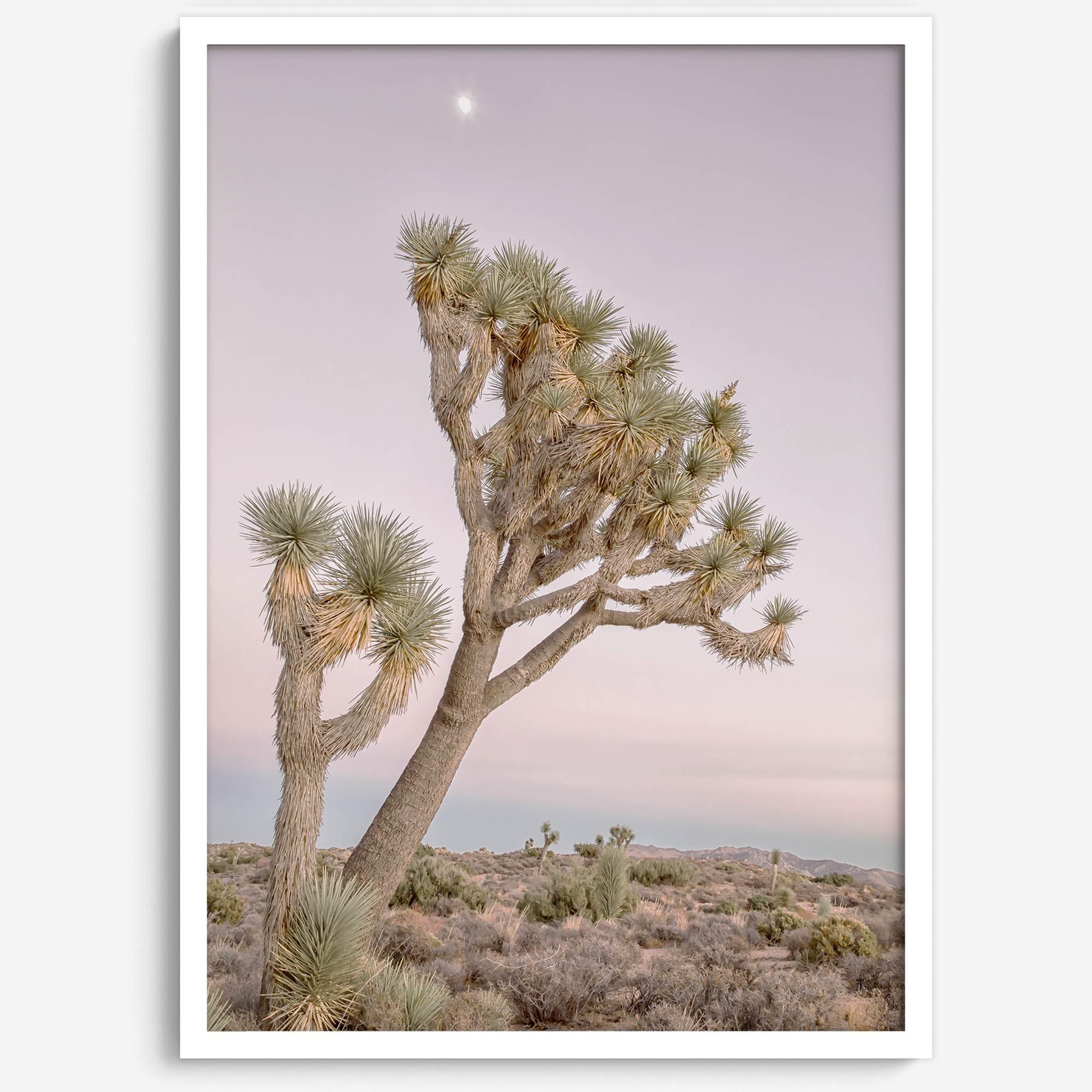 Joshua tree wall art featuring a pink desert sunset, with a tall Joshua tree silhouetted against the sky.