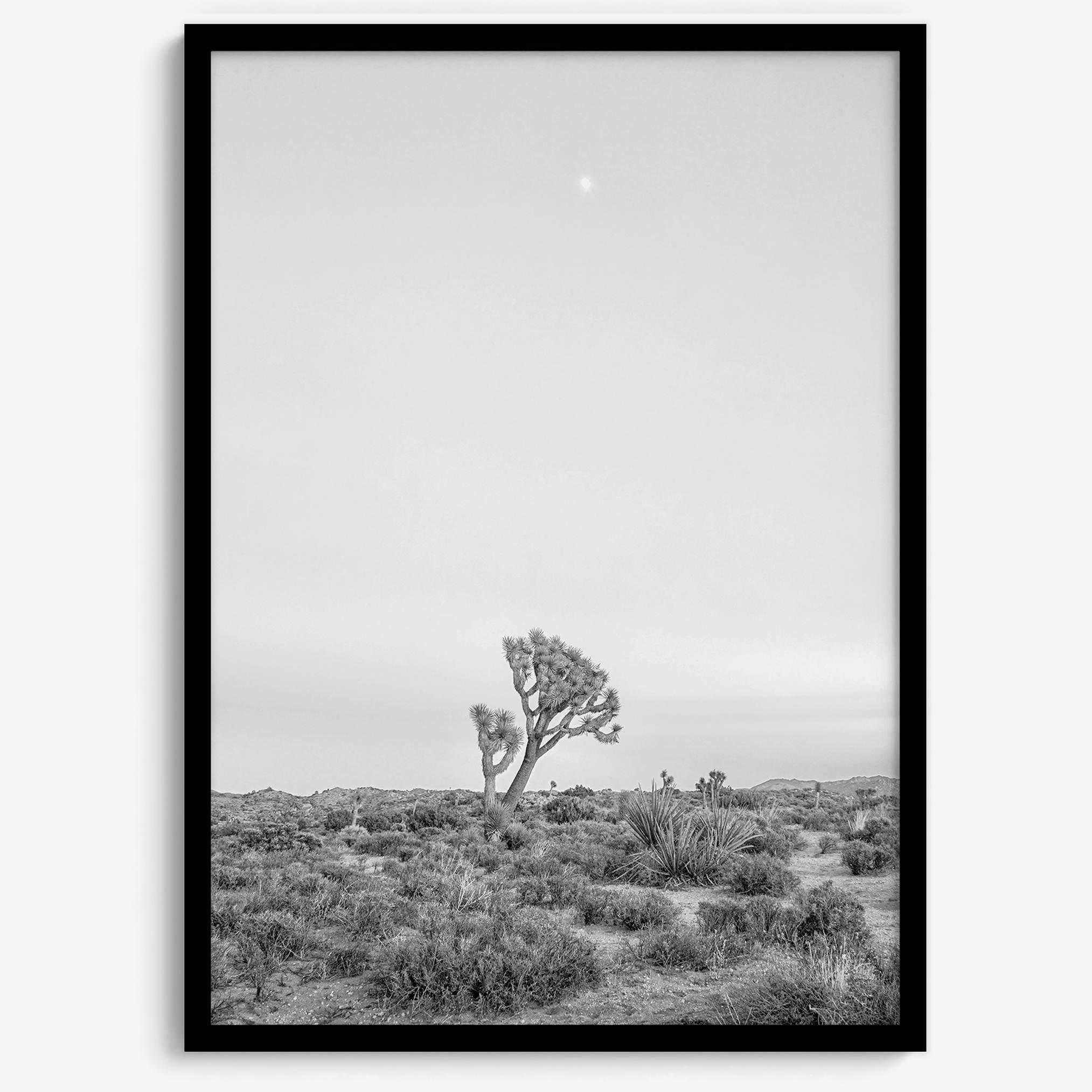 Black and white photo of a lone Joshua Tree at sunset in a desert landscape.