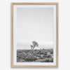 Black and white photo of a lone Joshua Tree at sunset in a desert landscape.