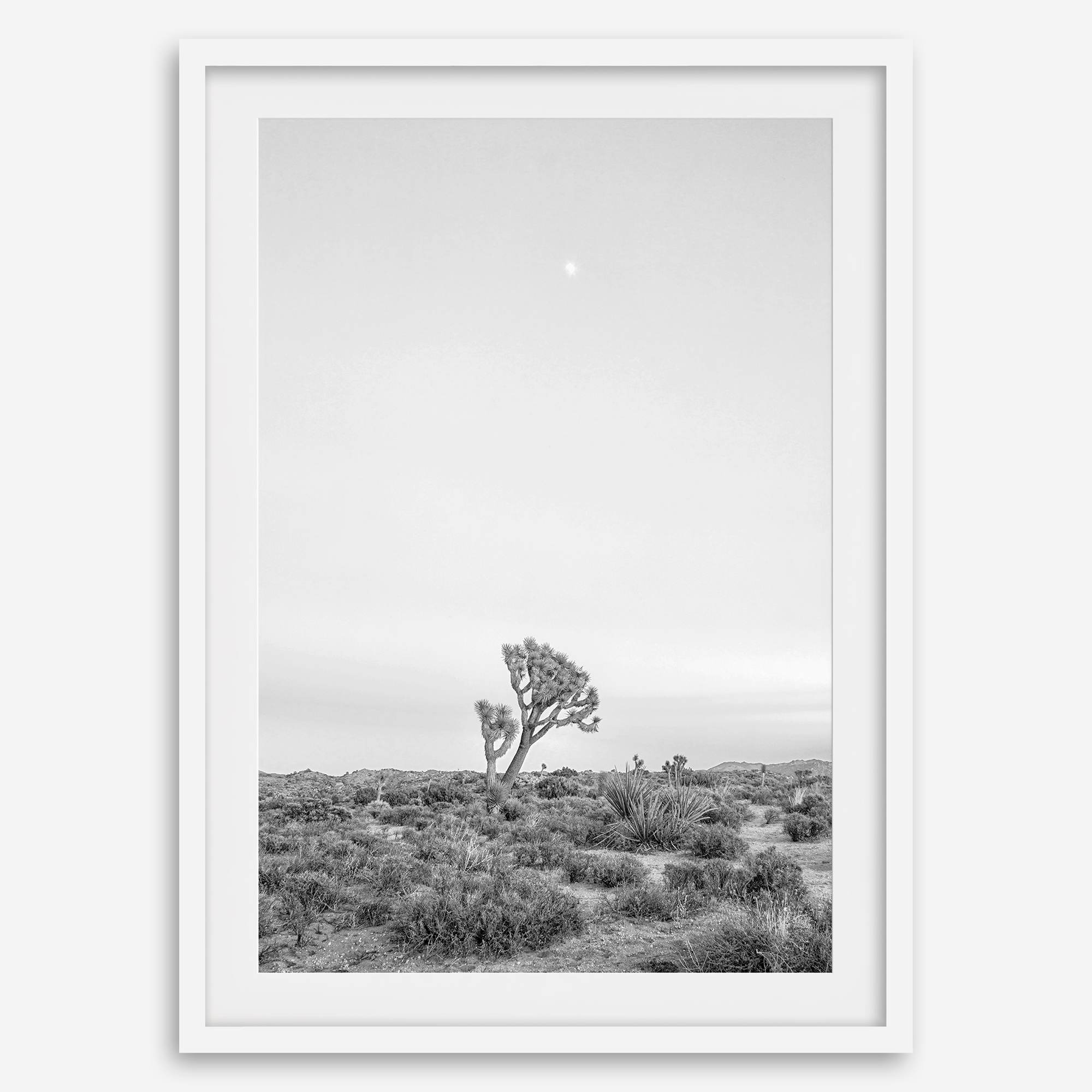 Black and white photo of a lone Joshua Tree at sunset in a desert landscape.