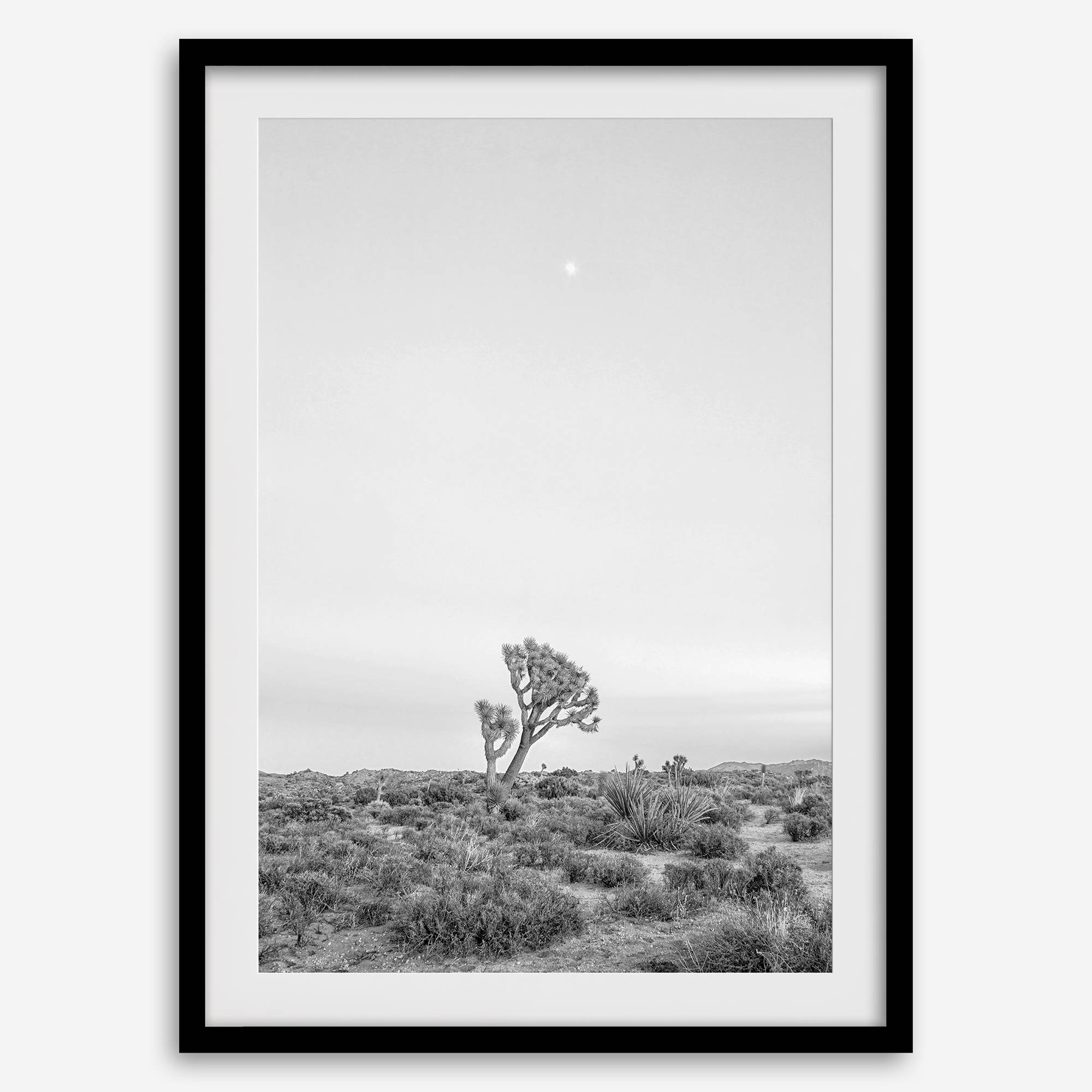 Black and white photo of a lone Joshua Tree at sunset in a desert landscape.