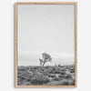 Black and white photo of a lone Joshua Tree at sunset in a desert landscape.