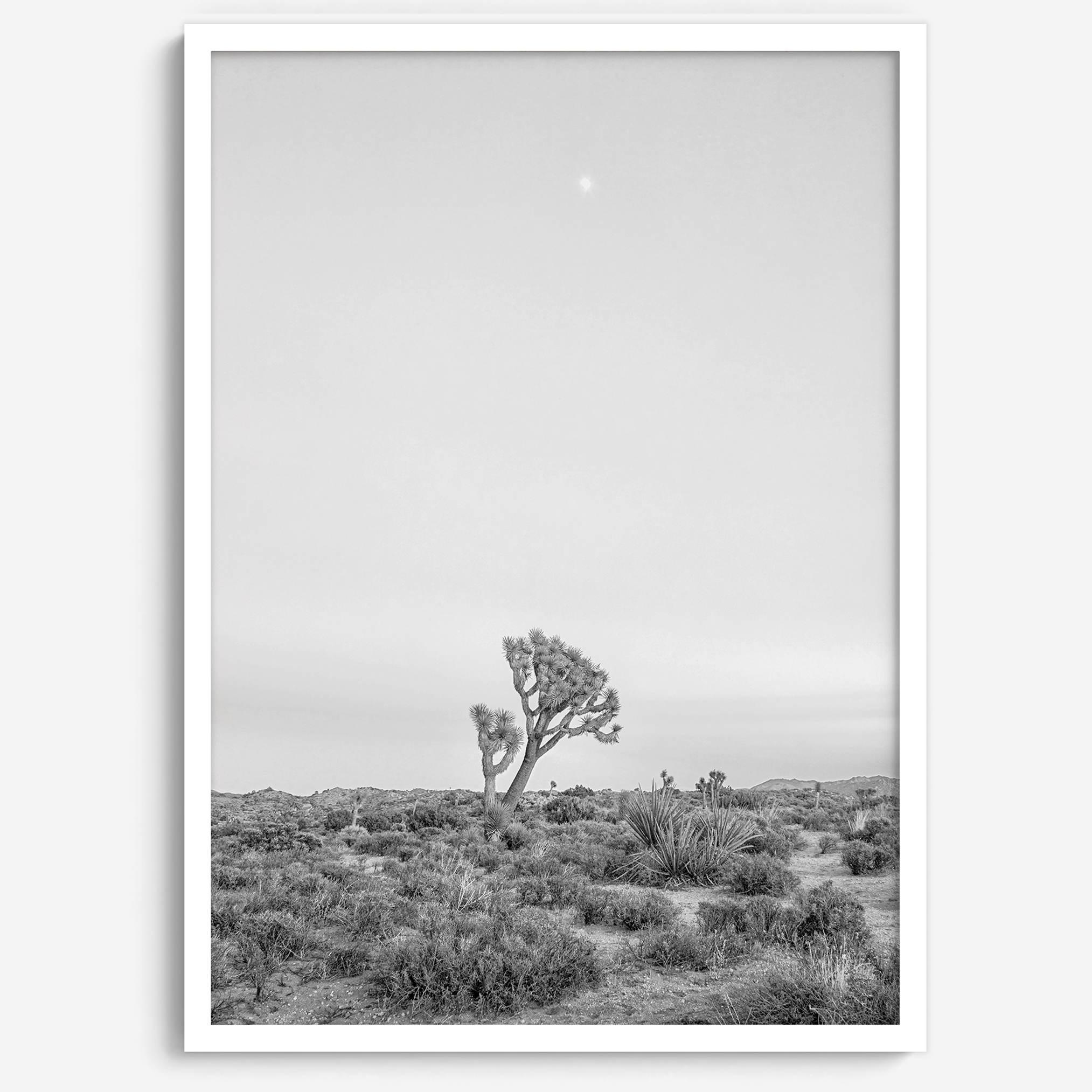 Black and white photo of a lone Joshua Tree at sunset in a desert landscape.
