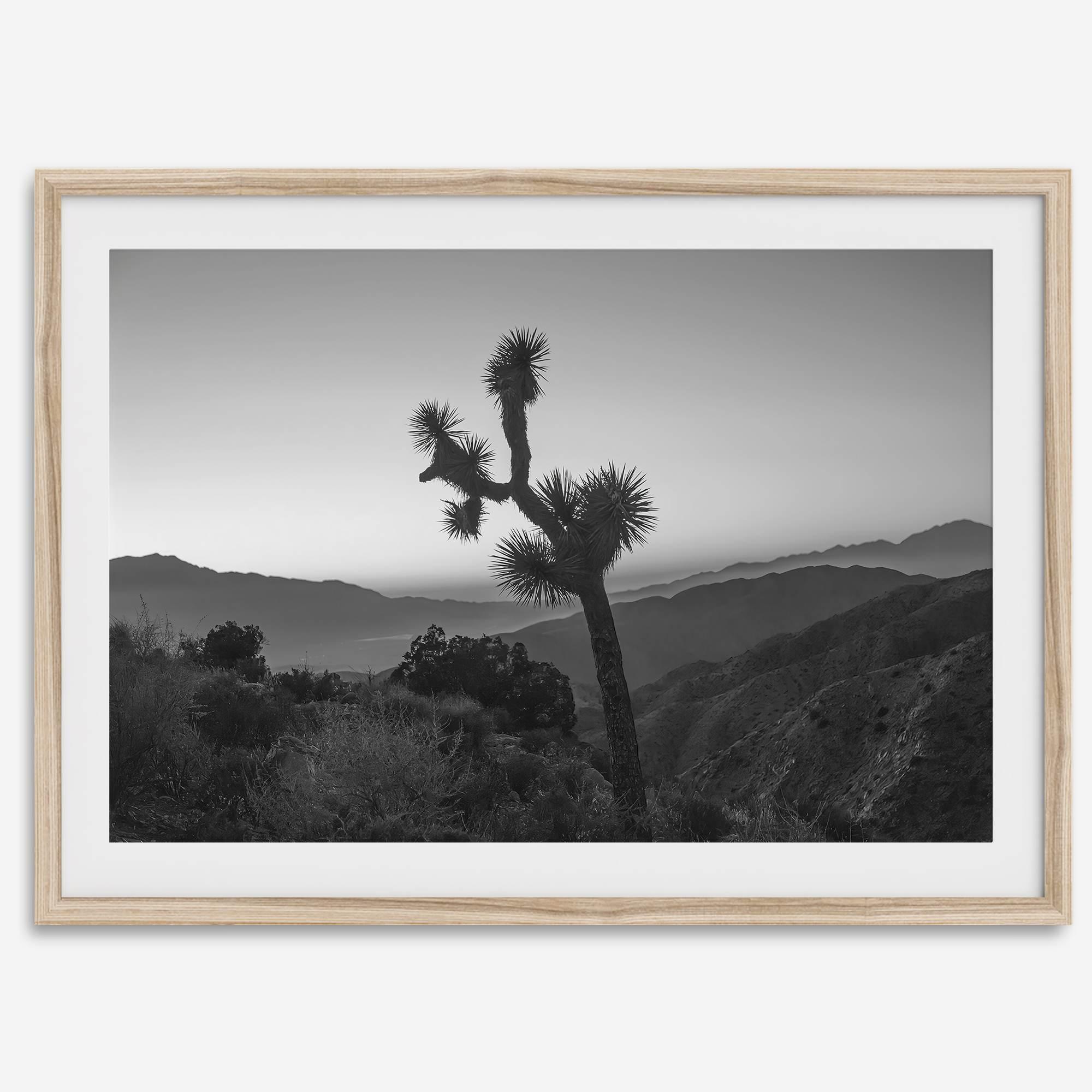 A fine art black and white desert print of a lone Joshua Tree against a sunset with the layered desert mountains behind it.