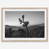 A fine art black and white desert print of a lone Joshua Tree against a sunset with the layered desert mountains behind it.