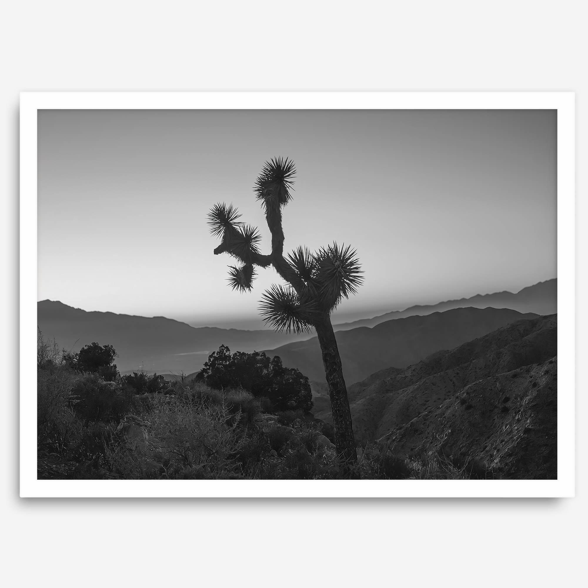 A fine art black and white desert print of a lone Joshua Tree against a sunset with the layered desert mountains behind it.