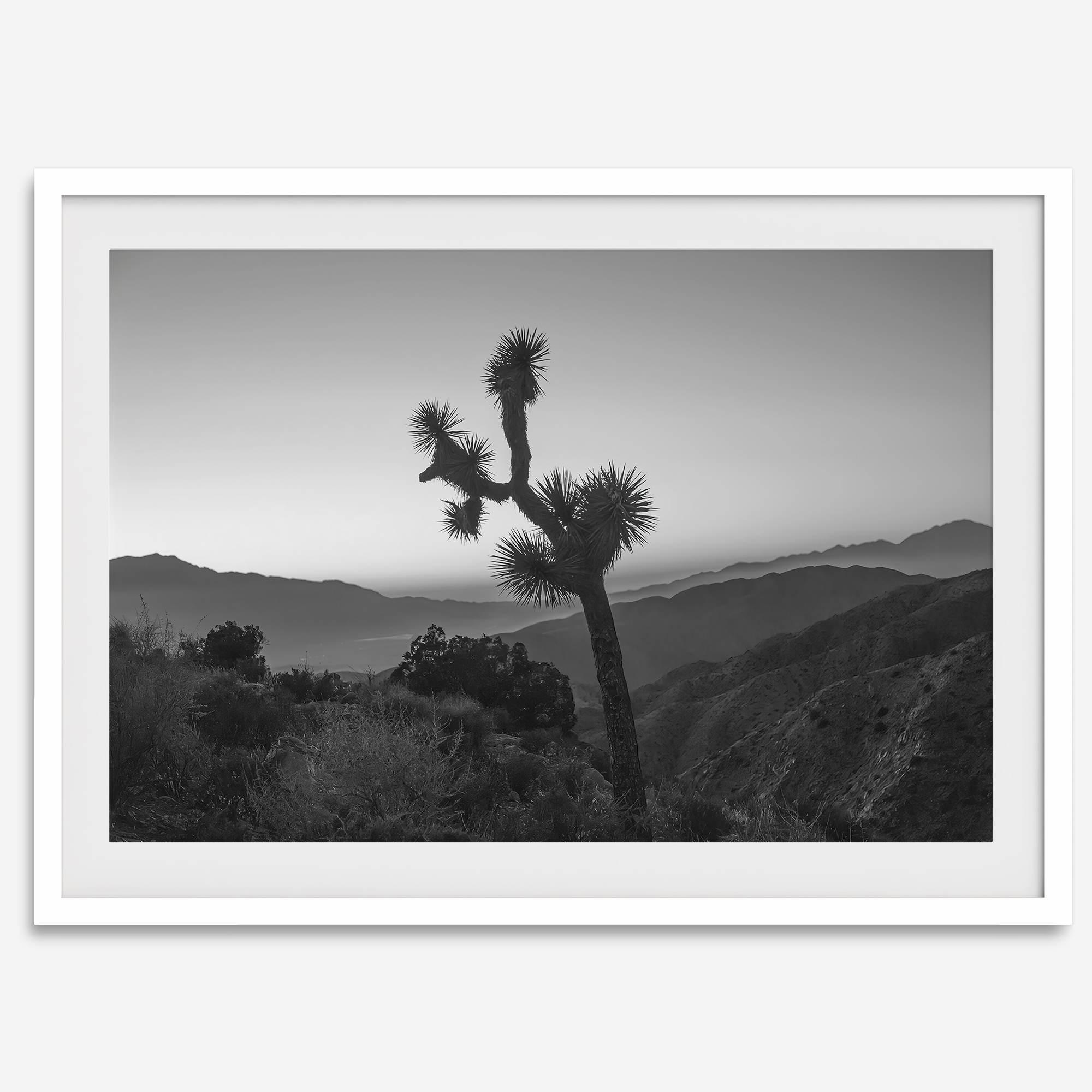 A fine art black and white desert print of a lone Joshua Tree against a sunset with the layered desert mountains behind it.