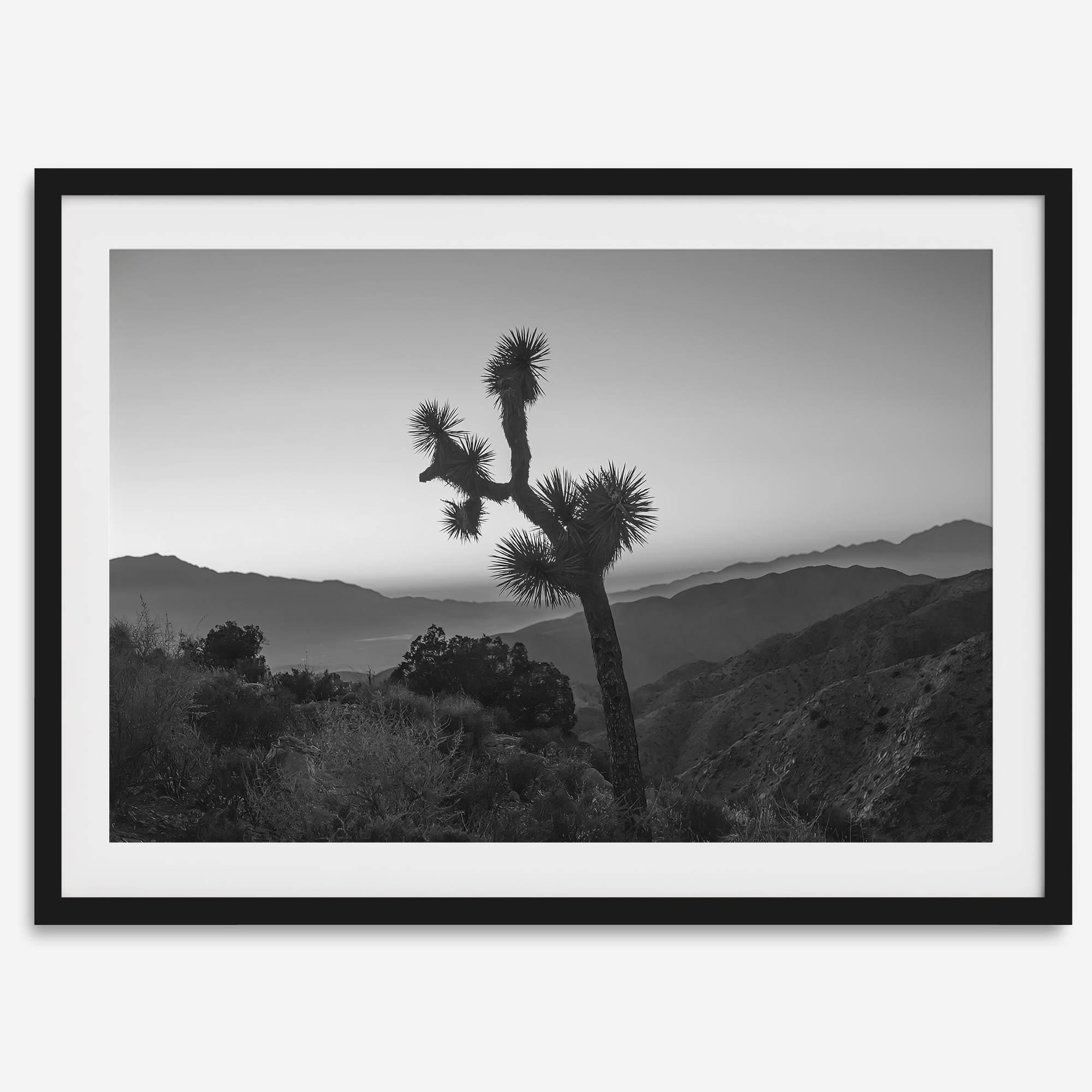 A fine art black and white desert print of a lone Joshua Tree against a sunset with the layered desert mountains behind it.