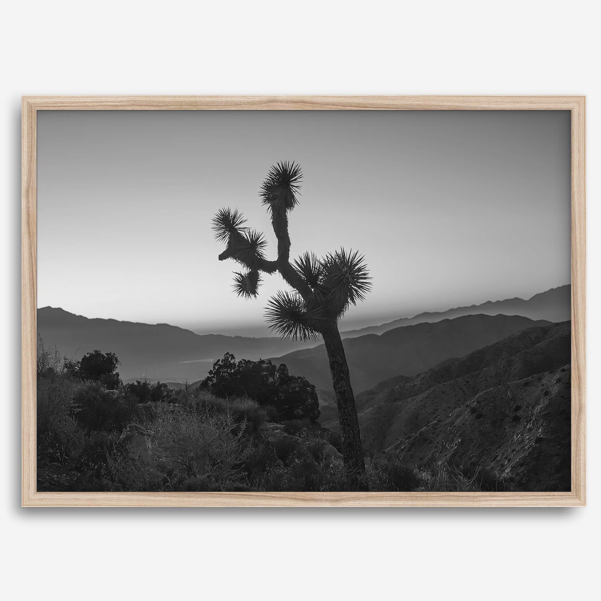 A fine art black and white desert print of a lone Joshua Tree against a sunset with the layered desert mountains behind it.