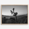 A fine art black and white desert print of a lone Joshua Tree against a sunset with the layered desert mountains behind it.