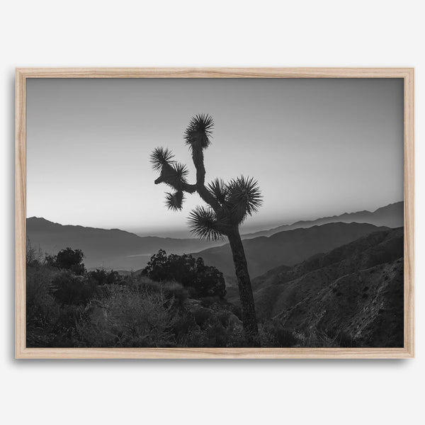 A fine art black and white desert print of a lone Joshua Tree against a sunset with the layered desert mountains behind it.