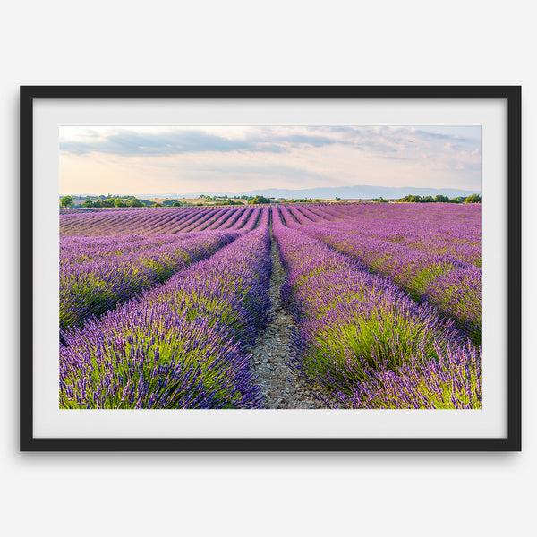 A framed or unframed fine art print of a vivid Lavender field stretching towards the horizon in Provence, France