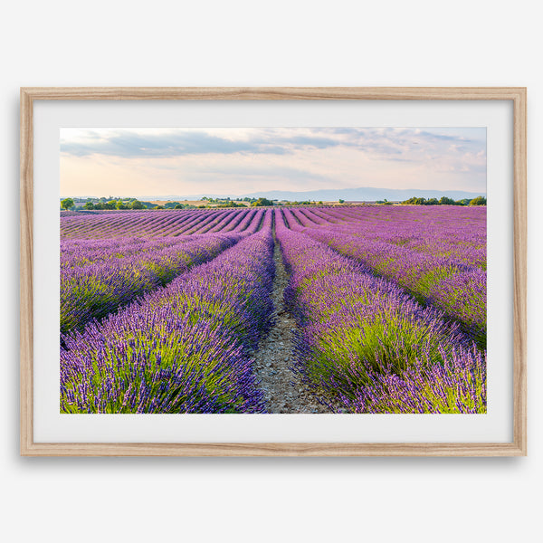 A framed or unframed fine art print of a vivid Lavender field stretching towards the horizon in Provence, France