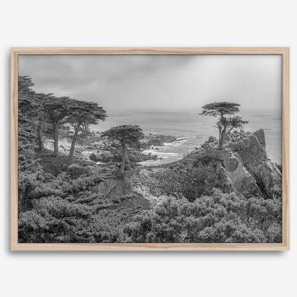 Black and white fine art coastal print featuring a lone cypress overlooking the ocean along 17-Mile Drive near Monterey, California. Available framed or unframed.