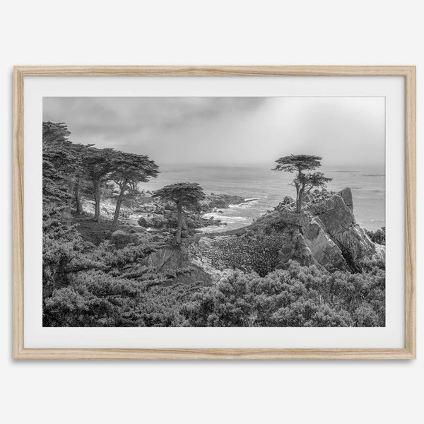 Black and white fine art coastal print featuring a lone cypress overlooking the ocean along 17-Mile Drive near Monterey, California. Available framed or unframed.