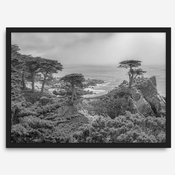 Black and white fine art coastal print featuring a lone cypress overlooking the ocean along 17-Mile Drive near Monterey, California. Available framed or unframed.