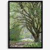 A fine art forest photography print of a magical tree in Hall of Mosses, Olympic National Park, Washington.