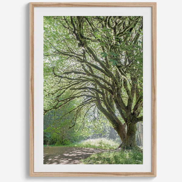 A fine art forest photography print of a magical tree in Hall of Mosses, Olympic National Park, Washington.
