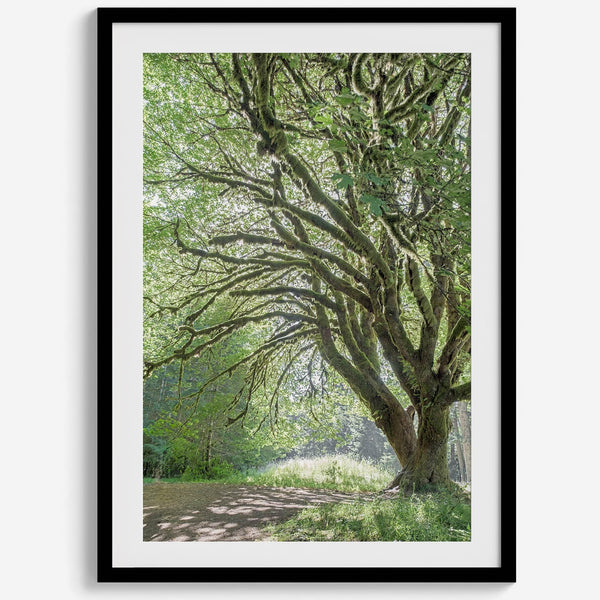 A fine art forest photography print of a magical tree in Hall of Mosses, Olympic National Park, Washington.