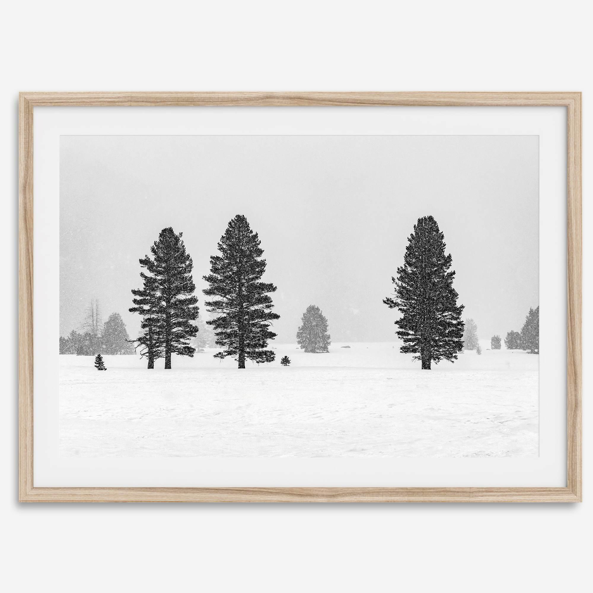 Snowy winter scene artwork with tall pine trees in a peaceful snow-covered field, perfect for minimalist wall decor.