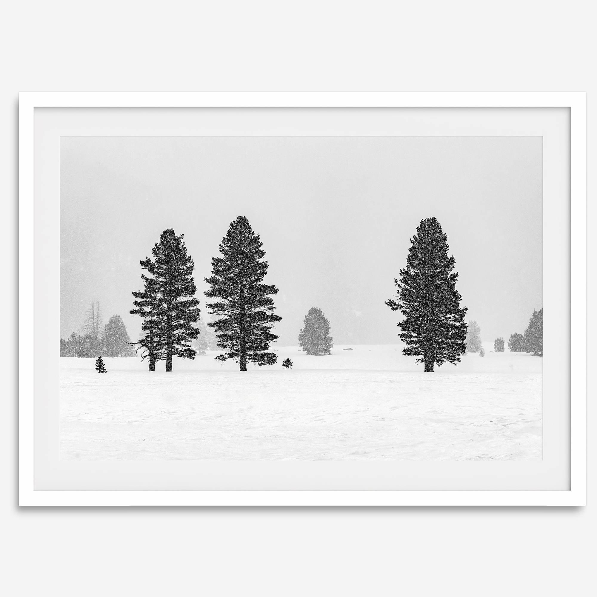 Snowy winter scene artwork with tall pine trees in a peaceful snow-covered field, perfect for minimalist wall decor.