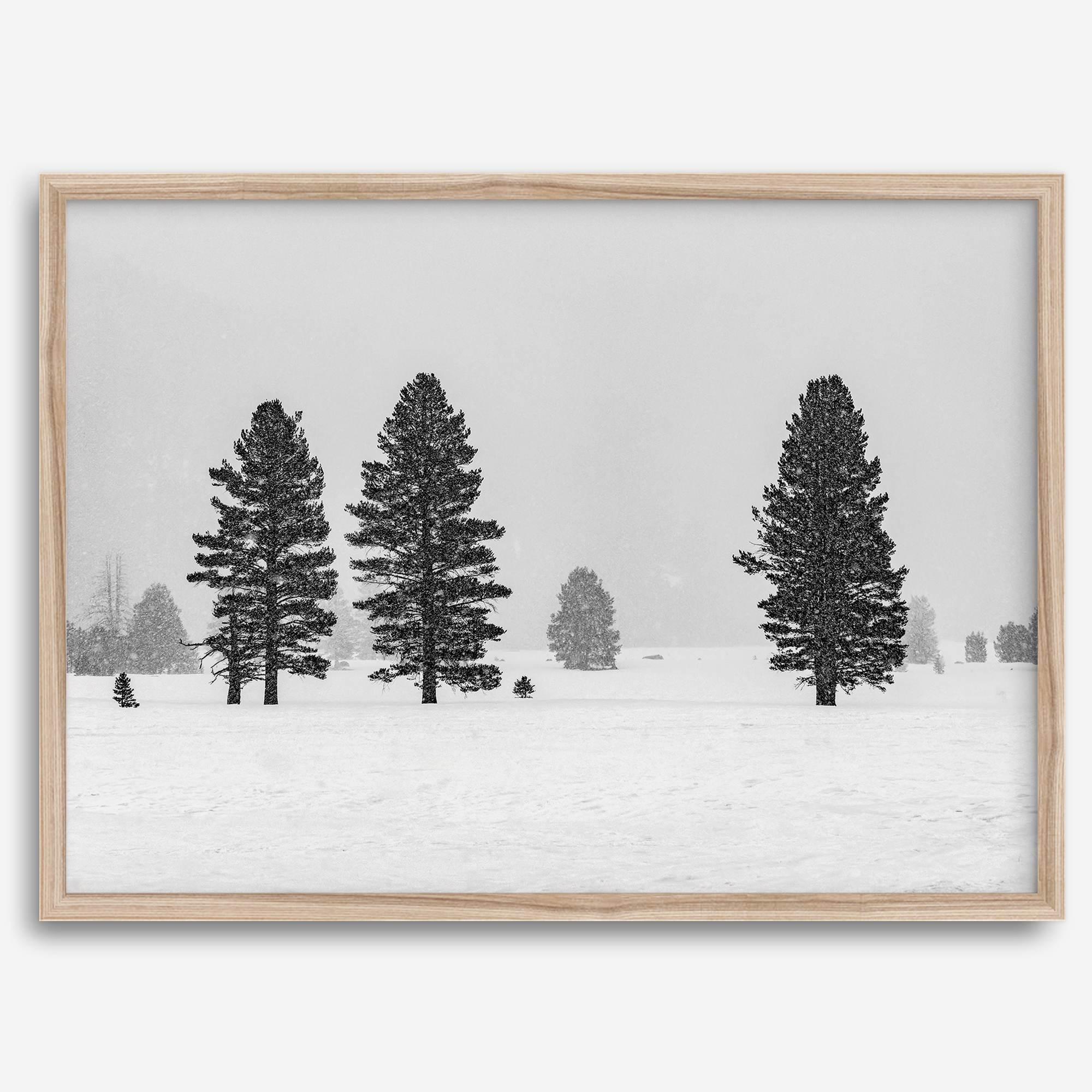 Snowy winter scene artwork with tall pine trees in a peaceful snow-covered field, perfect for minimalist wall decor.