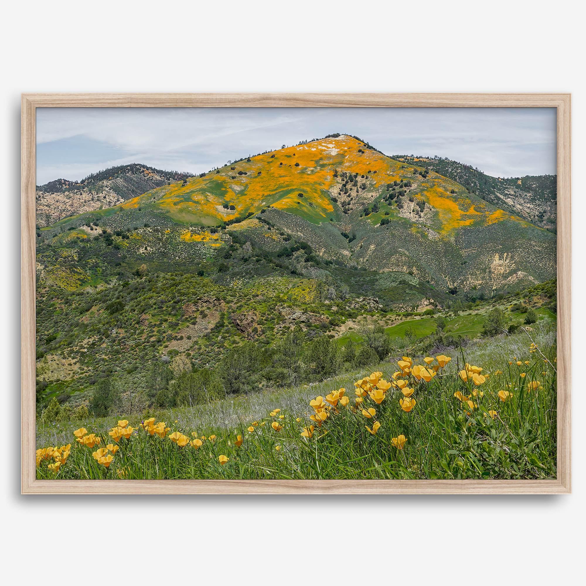 A fine art flower mountain print showing an awe-inspiring Poppy bloom on Figueroa Mountain in Californi.